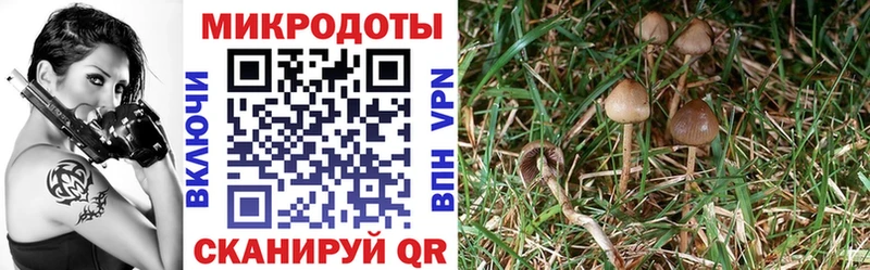 Купить где  Льгов  Псилоцибиновые грибы прущие грибы 